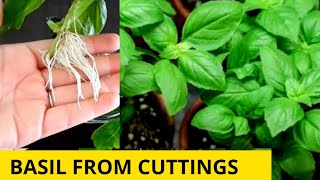 Growing basil is relatively easy as long the environments has suitable
light and temperature levels. grown for its fragrant tasty leaves ...