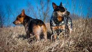 Aussie Cattle Dogs: Soaring HighReady to Take Flight?