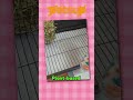The Petsup Pet Deodorizer helps Koko keep her space clean without using harsh chemicals.