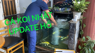 CÁ KOI NHẬT THÊM VÀO HỒ 1 NÙI || CÁ KOI VLOG TRẦN ĐỨC CƯỜNG