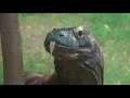 view Smithsonian&apos;s National Zoo Reptile Discovery Center digital asset number 1