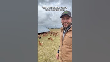 Raising Chickens on Pasture #chickens #raisingchickens
