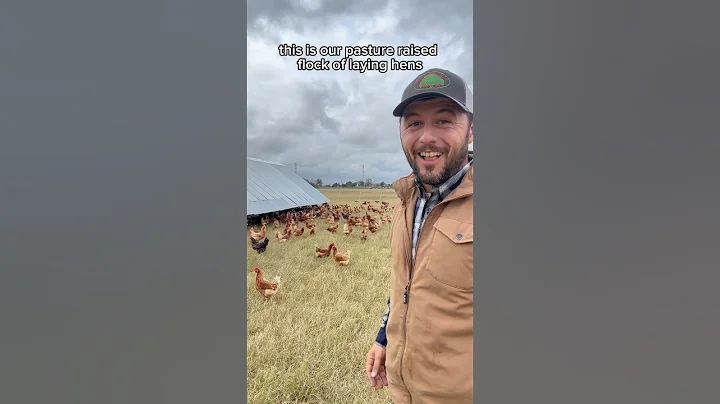Raising Chickens on Pasture #chickens #raisingchickens