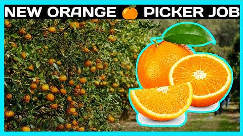 QBCore New Fruit 🍊  Job *FREE* | FiveM Roleplay Scripts | FiveM Tutorial 2023 | MJ DEVELOPMENT