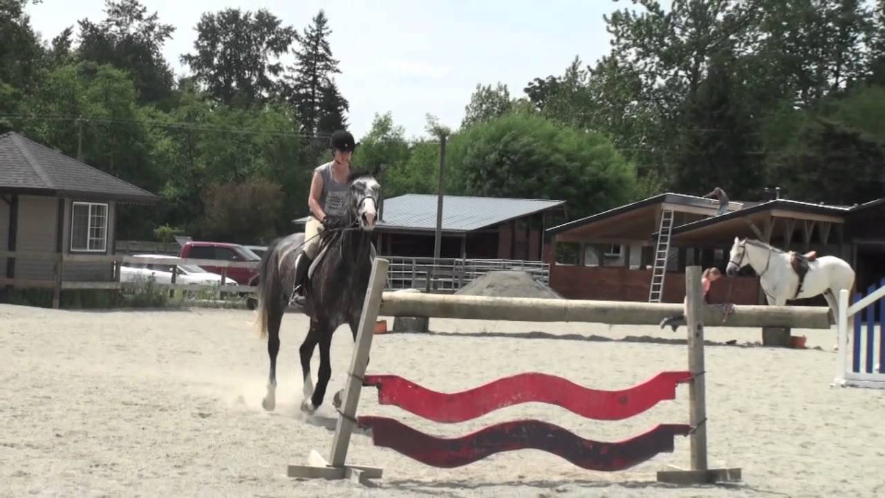 Loki- Jumper/Equitation Horse for Sale
