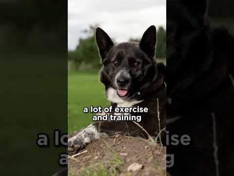 Video: Biljke i životinje Karelije