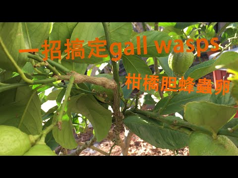 用刀祛除柠檬树 gall wasps on lemon trees的 方法 金桔柑橘胆黄蜂的蟲卵 （citrus) gall wasps 解决柠檬树种植中遇到的虫害长疙瘩问题.