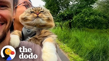 Cat Demands To Go On Scooter Rides | The Dodo