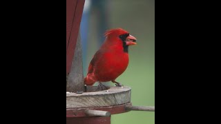 Beautiful Birds of New York by TimTools99 146 views 3 months ago 1 minute, 22 seconds