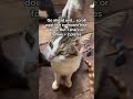 Please every $1 helps… #goviral #cat #unitedstates #unitedstates #unitedstatesofamerica #donate