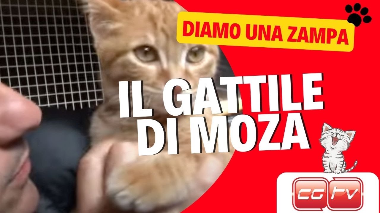 CGTV - DIAMO UNA ZAMPA - Ai Gatti del CANILE INTERCOMUNALE DI MONZA