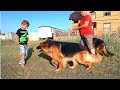 Прогулка с Зэфой и Ютой. Длинношерстные немецкие овчарки. Long-haired German Shepherds.