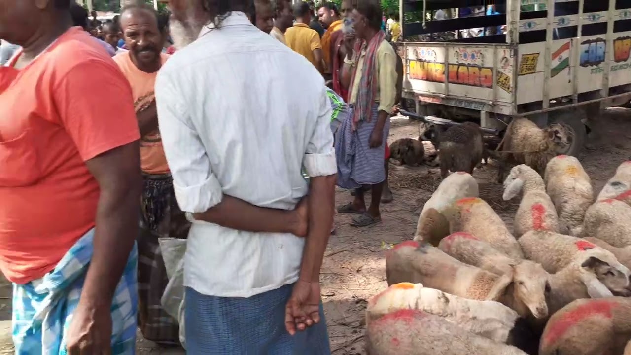 পূর্ব বর্ধমান জেলার বিবিরহাটে আজ সস্তায় বিক্রি হলো ছাগল ও ভেড়া//Goat and Sheep market in India.