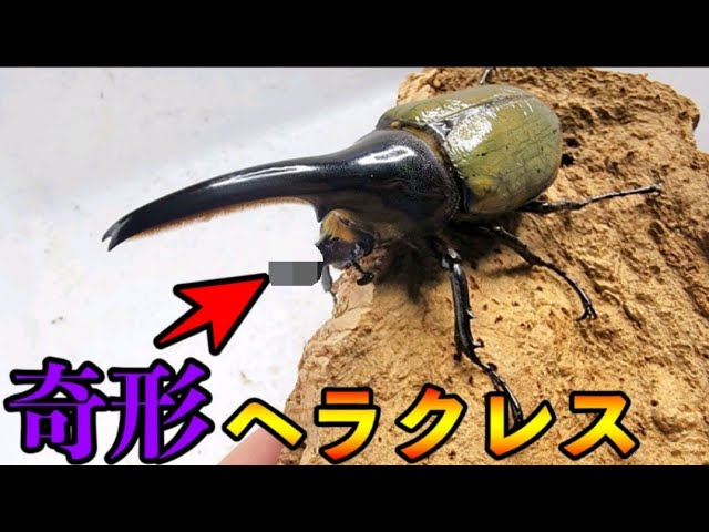昆虫標本。3 本ツノカブト . 五本ツノカブトの標本 - メルカリ