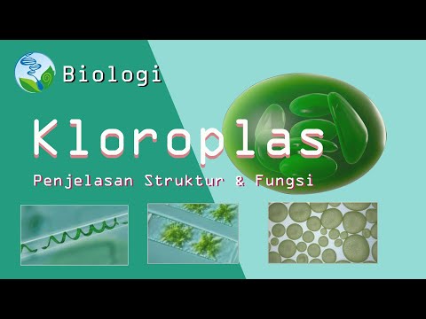 Video: Genom Kloroplas Lengkap Dari Semua Enam Spesies Hosta Yang Terjadi Di Korea: Struktur Molekul, Perbandingan, Dan Analisis Filogenetik