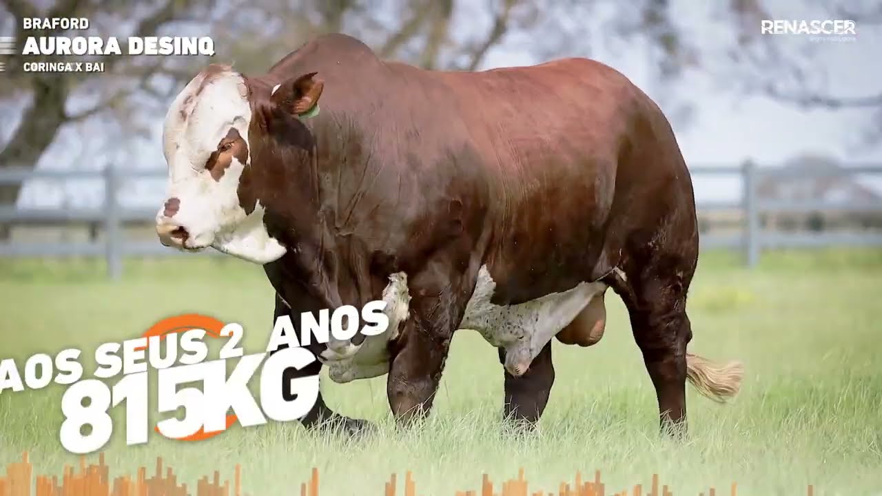 Reprodutor Braford Aurora Desinquieto - Sêmen Bovino - Renascer Biotecnologia