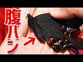 腹パンパンのアゲハ♀を捕まえて卵を産ませます