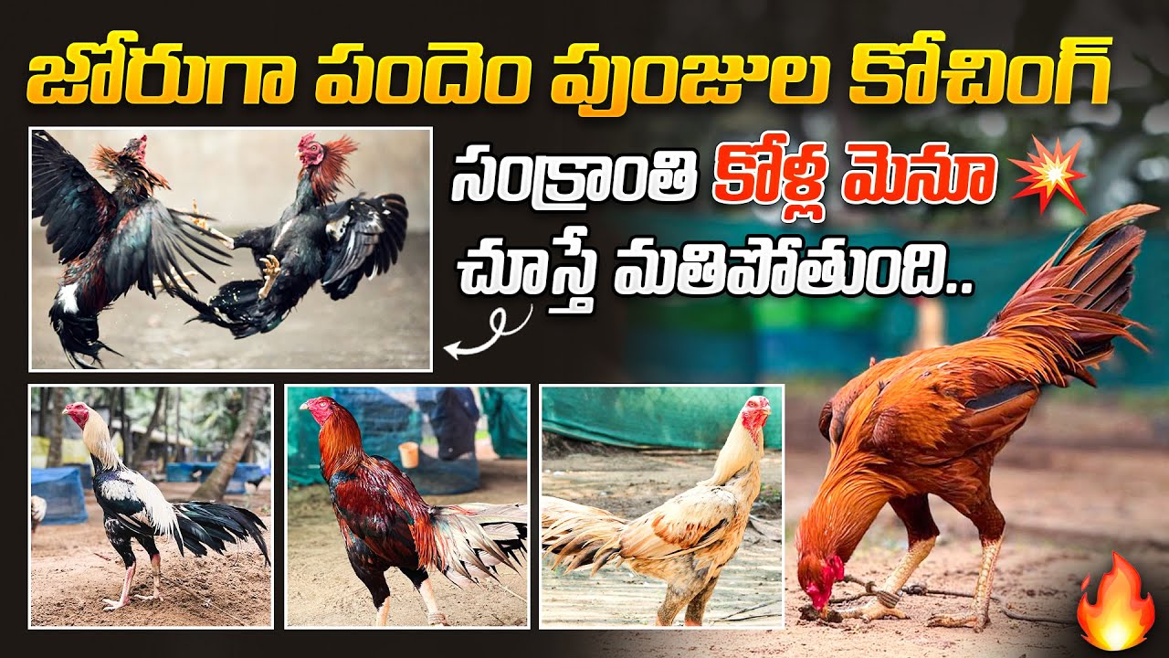 Sankranti Cocks Full Episode #sankranthi #konaseema #SreedharJourno