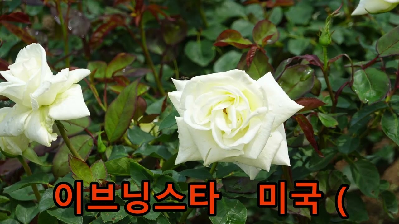 쟝미사진25종 17