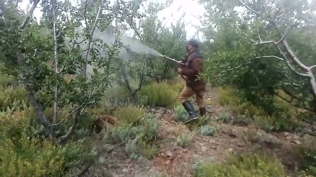 ضروري ترش مبيدات المن أو البيسروم كل 15 يوم لي أشجار البرقوق المجفف وجميع انواع الأشجار المثمرة