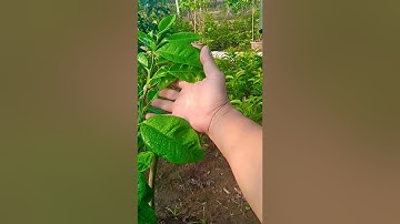 Bưởi Ruby Thái Lan ghép vào giống bưởi khác tại Việt Nam sau 45ngay.