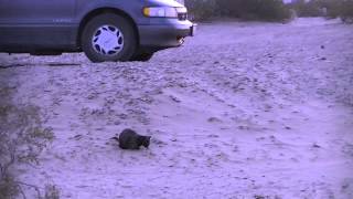 Rumi In The Desert Sand