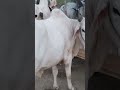 ​"Gali No. 4 Ka Yeh Chand Bail Dekh Kar Batao Iski Keemat Kya Hogi? 🧐👇" #i12mandi