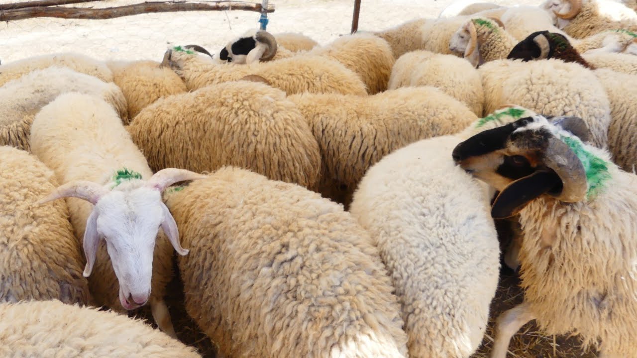 اسعار العلوش عند فلاح القيروان الأسوام في المتناول ...#عيد_الاضحى #2025 #ترند #اكسبلور #ثمن #تونس