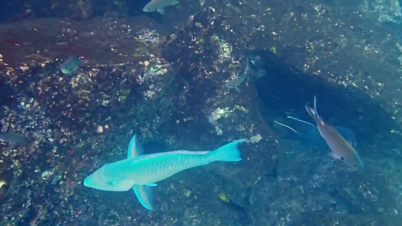 Giant Damselfish, Blue-Barred Parrotfish, Razor Surgeonfish, Scissortail Chromis