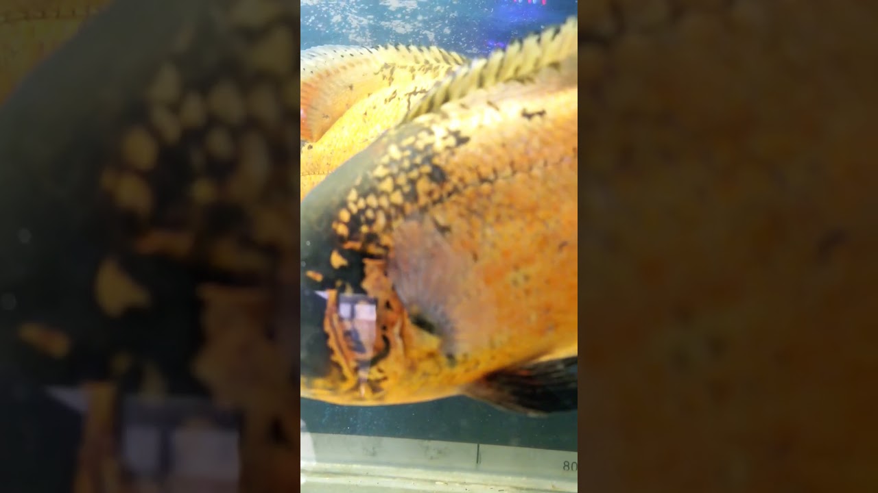 Copper Oscar Fish | Aggressive Tank. 