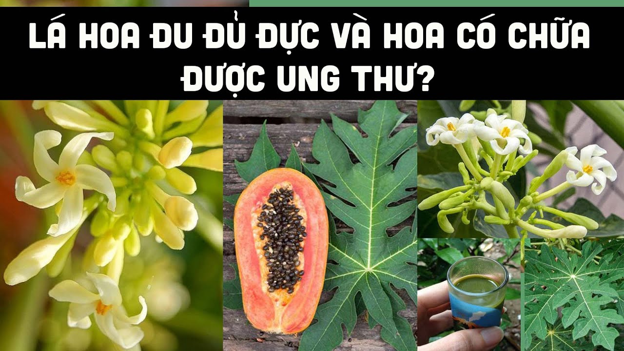 Lá hoa đu đủ đực và hoa có chữa được ung thư?