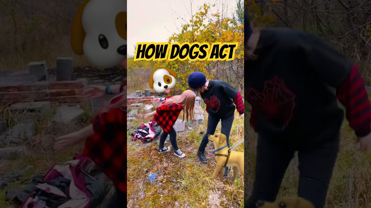 How dogs act when they meet | Rachel & Chloe @witchera_  #cosplay Life is Strange