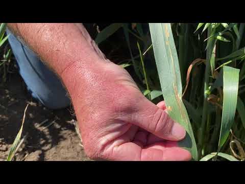 Vídeo: Oats Halo Blight Informació: Tractament de la civada amb la mal altia de Halo Blight