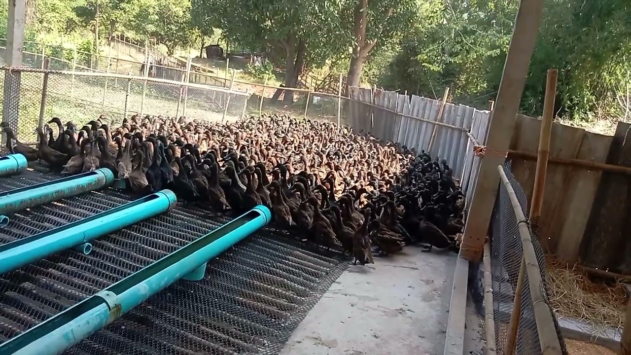 คอกดีเป็ดก็ไข่ดี