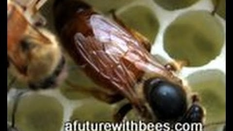Splitting a honey bee hive too early with winter bees PART 2