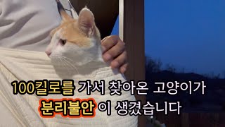 택배차를타고 100킬로 떨어진 고물상에 버려진 고양이 (잘난척)그후~