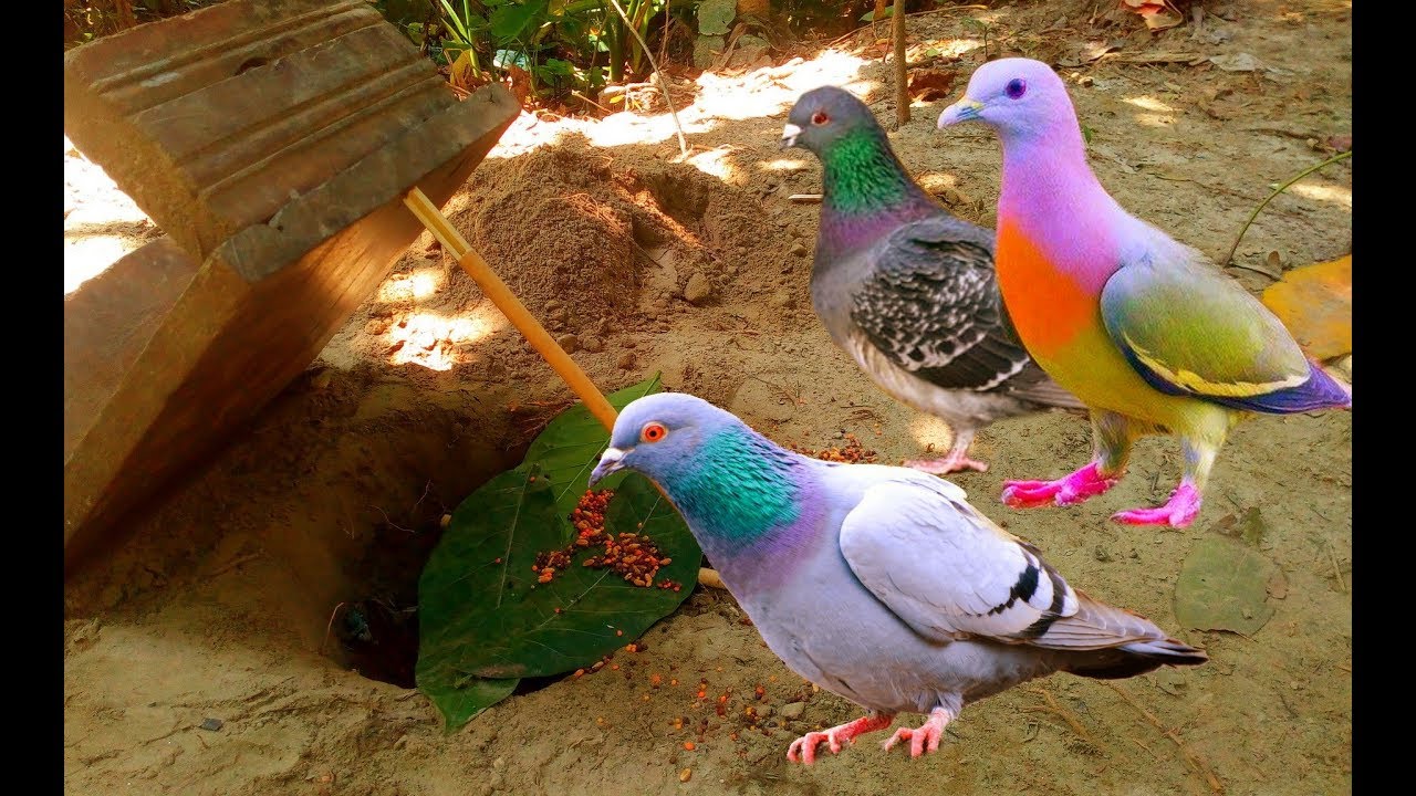 Most Simple Way Bird Trapping | Beautiful Village Pigeon Trap |  Safety Way Bird Trapping