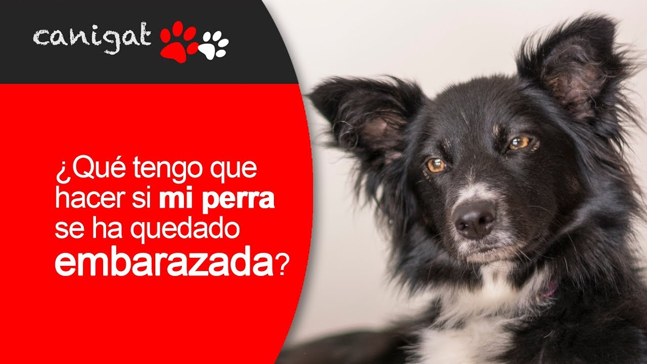Como Saber Si Mi Perra Se Ha Quedado Embarazada