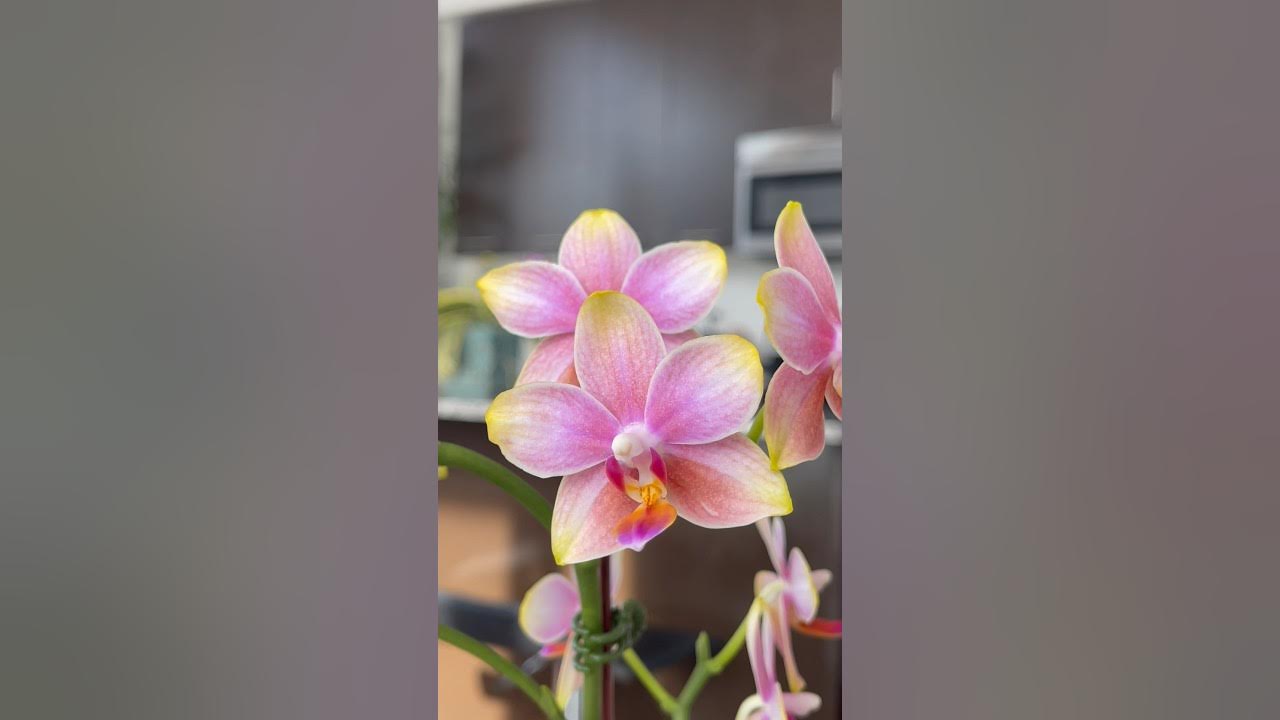 Wow! This orchid is amazing 🫶 - YouTube