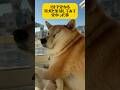 【一分で分かる柴犬と生活して分かった事】やっぱり柴は癖が強かった#柴犬 #シベリアンハスキー #dog #youtubeshorts #shortvideo #short #面白い