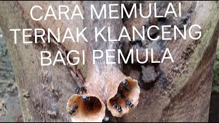 CARA TEPAT MEMULAI TERNAK KLANCENG BAGI PEMULA