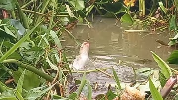 Câu cá //thiên nhiên cá tra cá chim rô phi cá dảnh thật đã