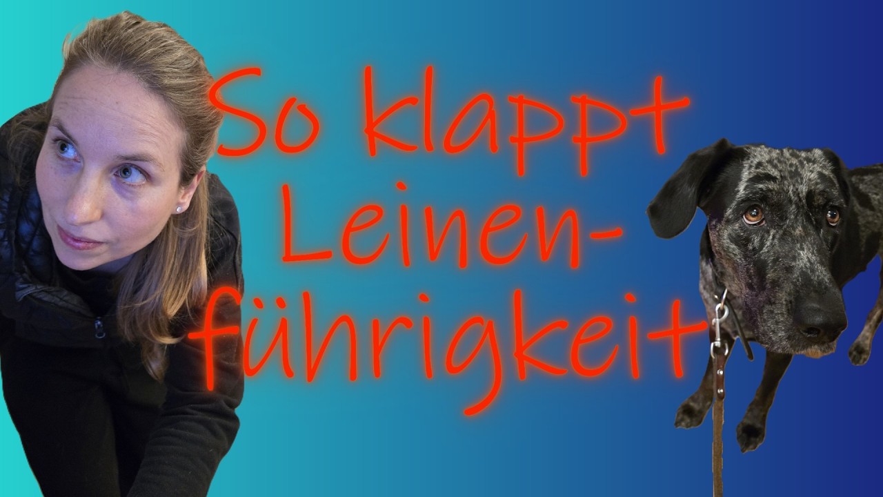So klappt Leinenführigkeit garantiert