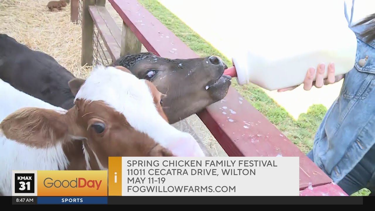 Fog Willow Farms' Spring Chicken Family Festival