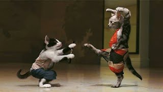 Ninja Cat Showings Kung Fu Skill - Funny Cats Compilation 20 min - Funny Cats Ninja Cat Showings by Cute Animal World 45 views 4 years ago 21 minutes