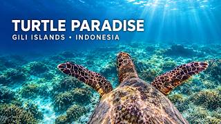 Swimming With Wild Sea Turtles 🐢 | Gili Islands, Indonesia (4K)