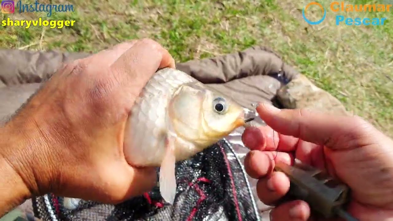 LA PESCUIT DE CRAPI SI CARASI DE APRILIE LA POP-UP DE 6 SI 8MM