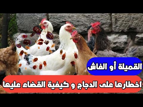 فيديو: هل يستطيع العث قتل الدجاج؟