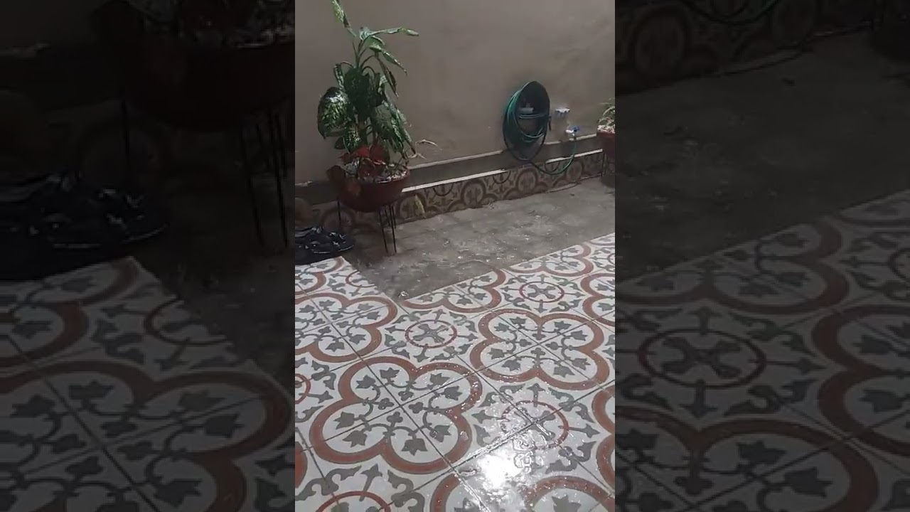 There is a frog inside our house!!! 🐸 😳 