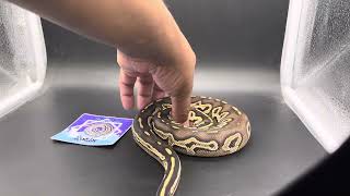 2024 Clutch Update No. 6 #snake #snakebreeding #ballpython #ballpythonbreeding #everydaykeepers